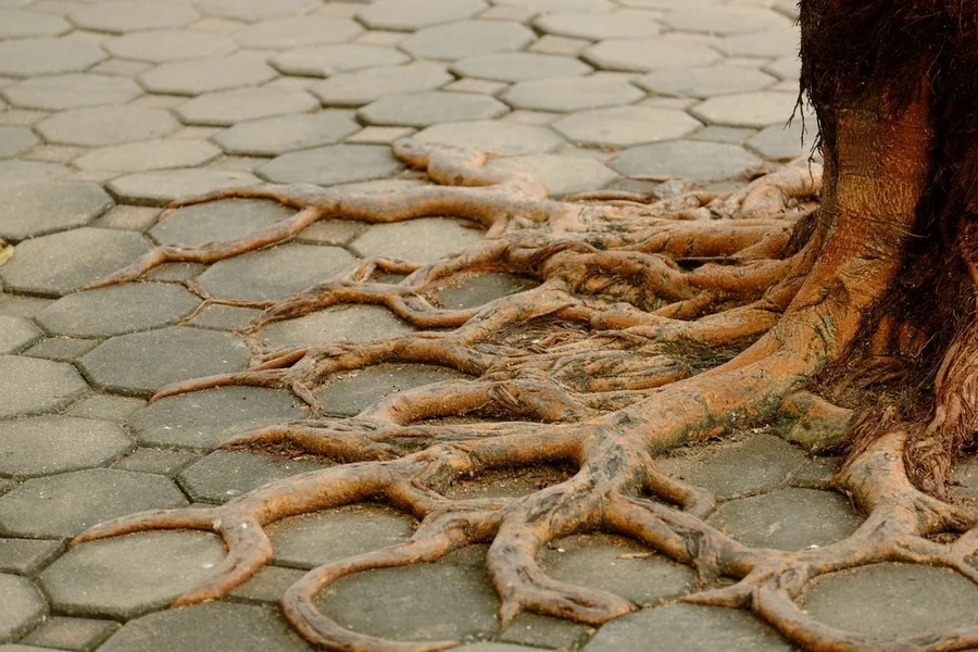 Root Systems Damage