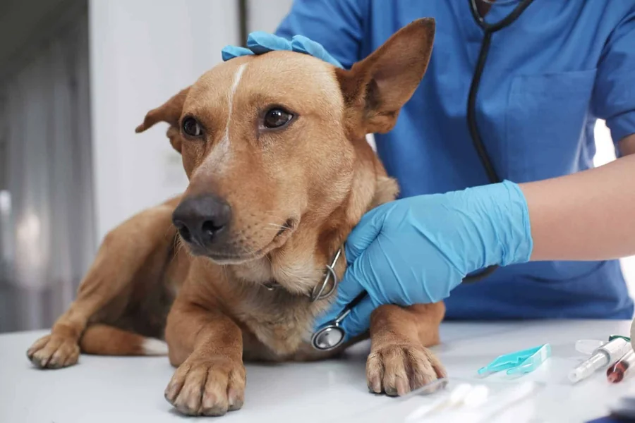 Dog Veterinarian
